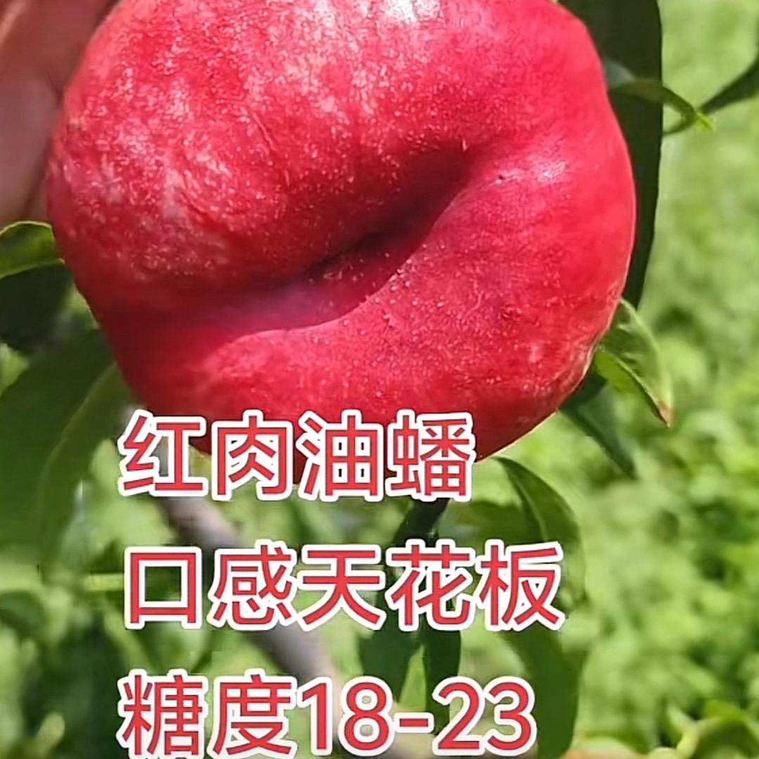 诚信苗木人可欣……