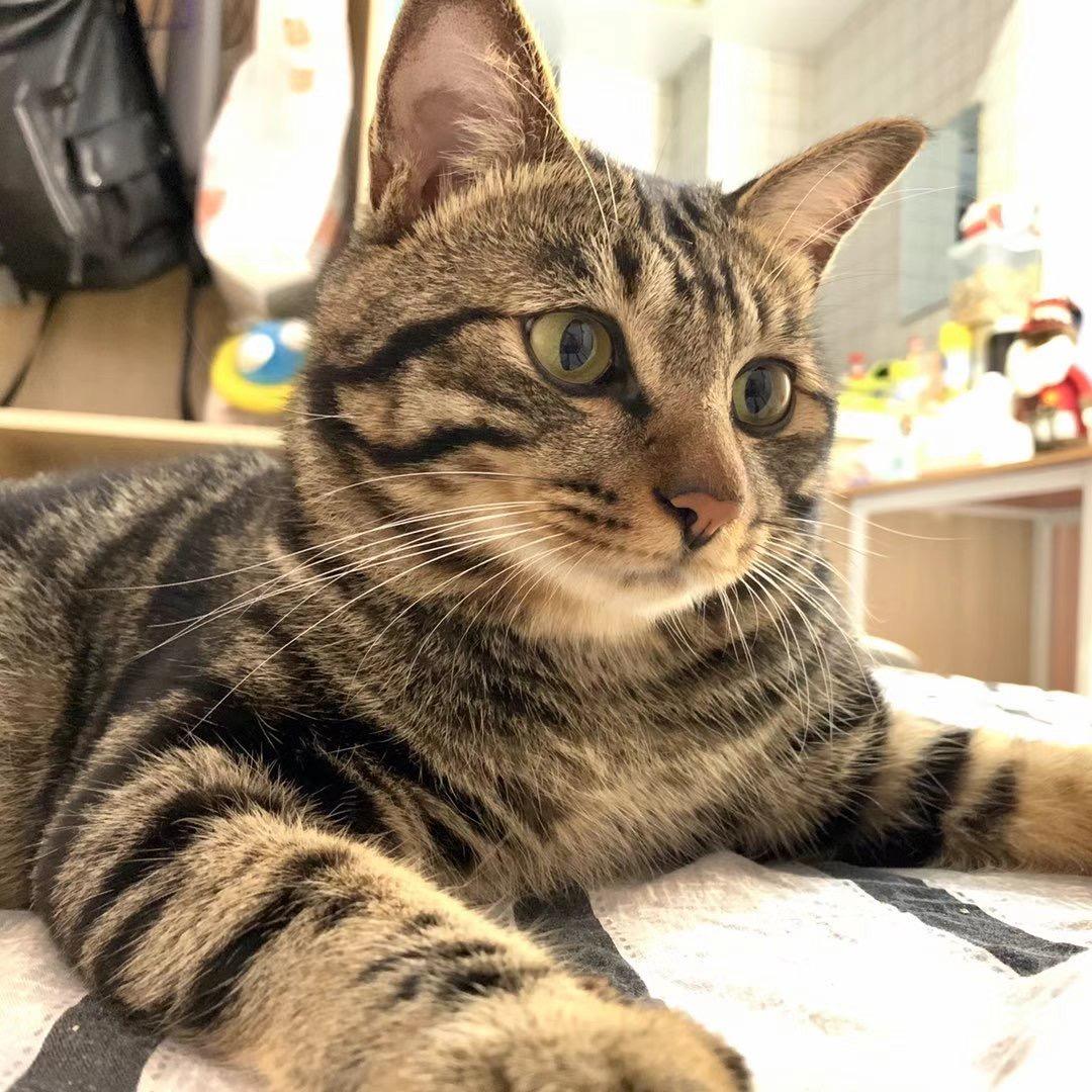 大蟒猫