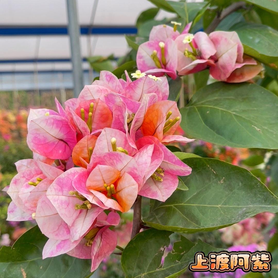 上渡园艺(耕扬)一物一拍专场