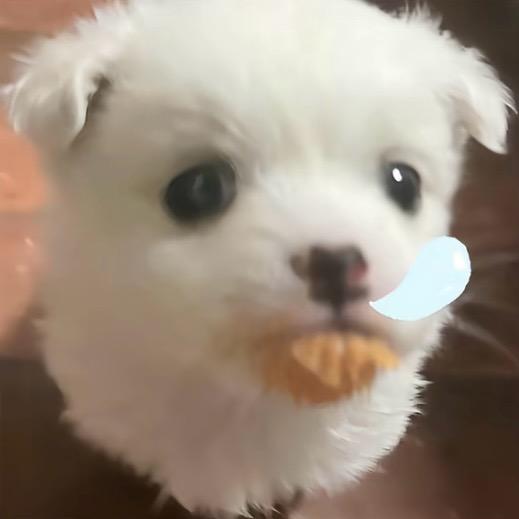 鱼子酱