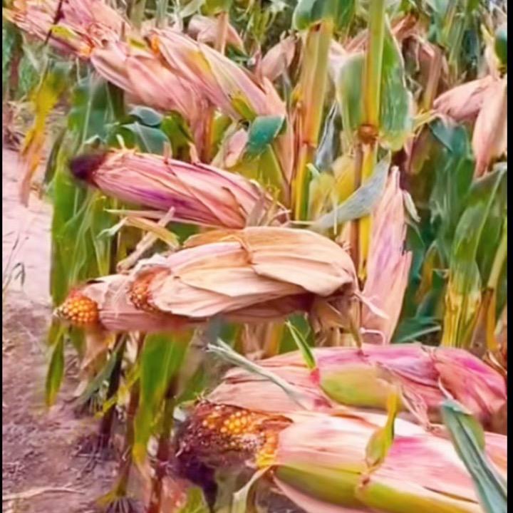大板黄粮