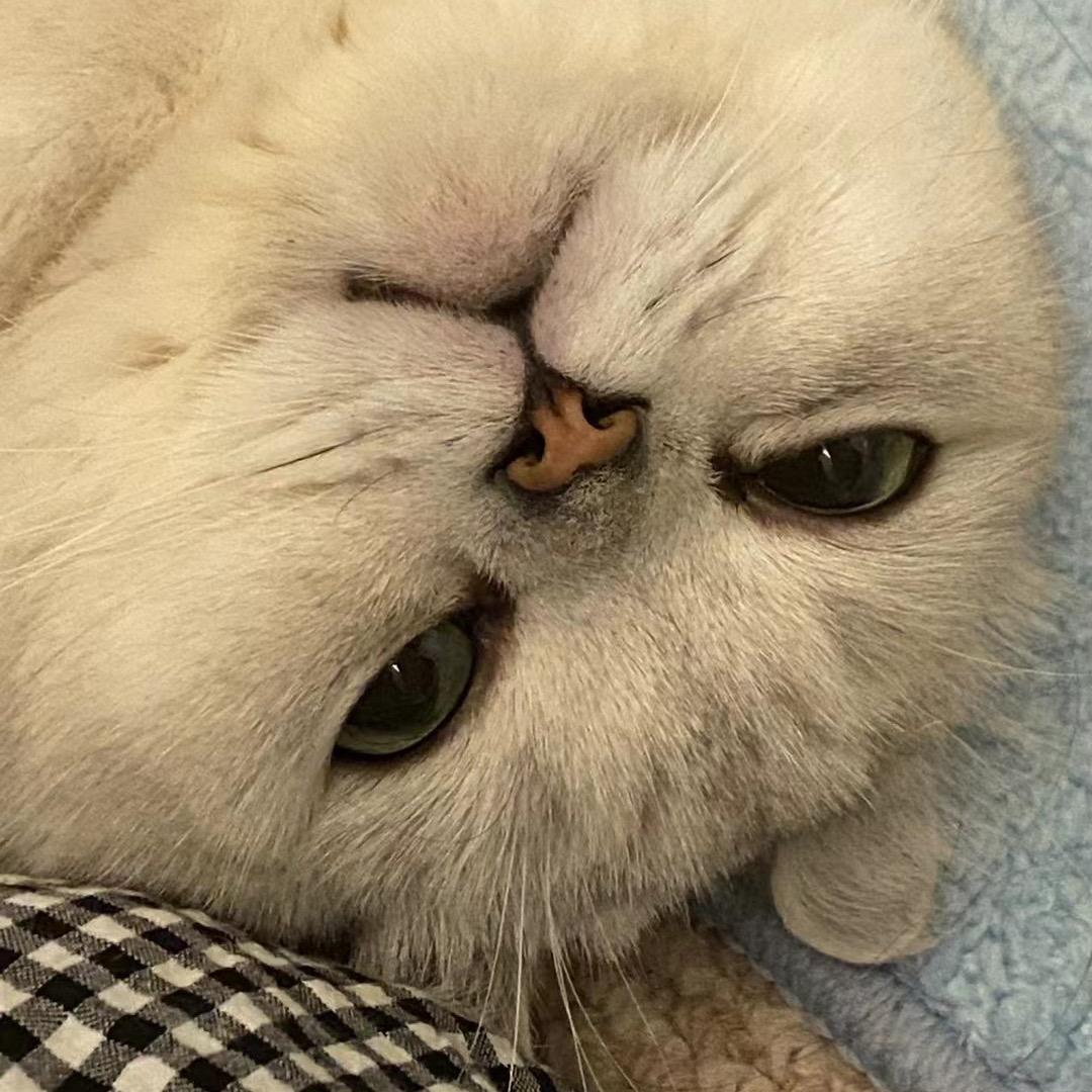 埋子ovo