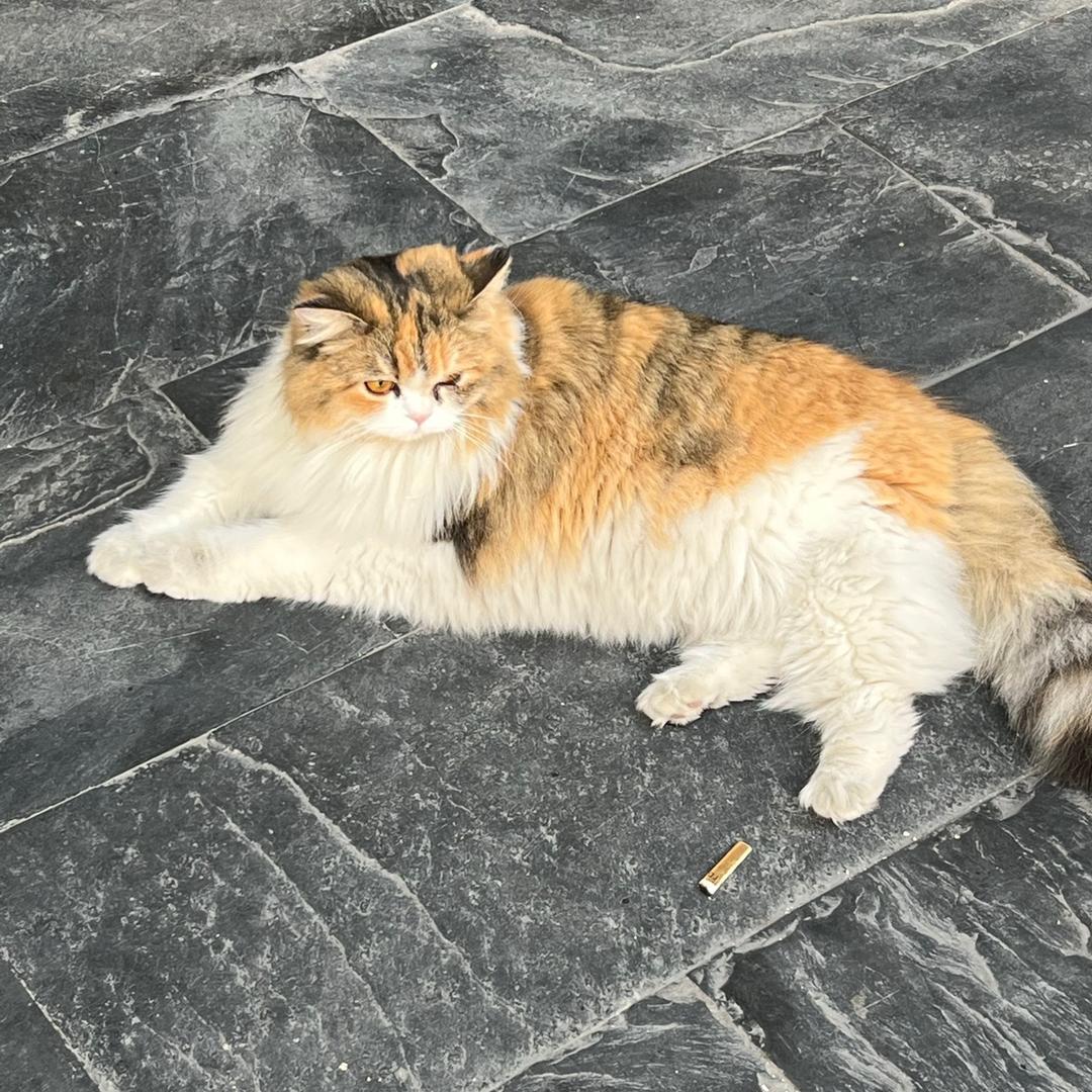 老师我送的是挂历