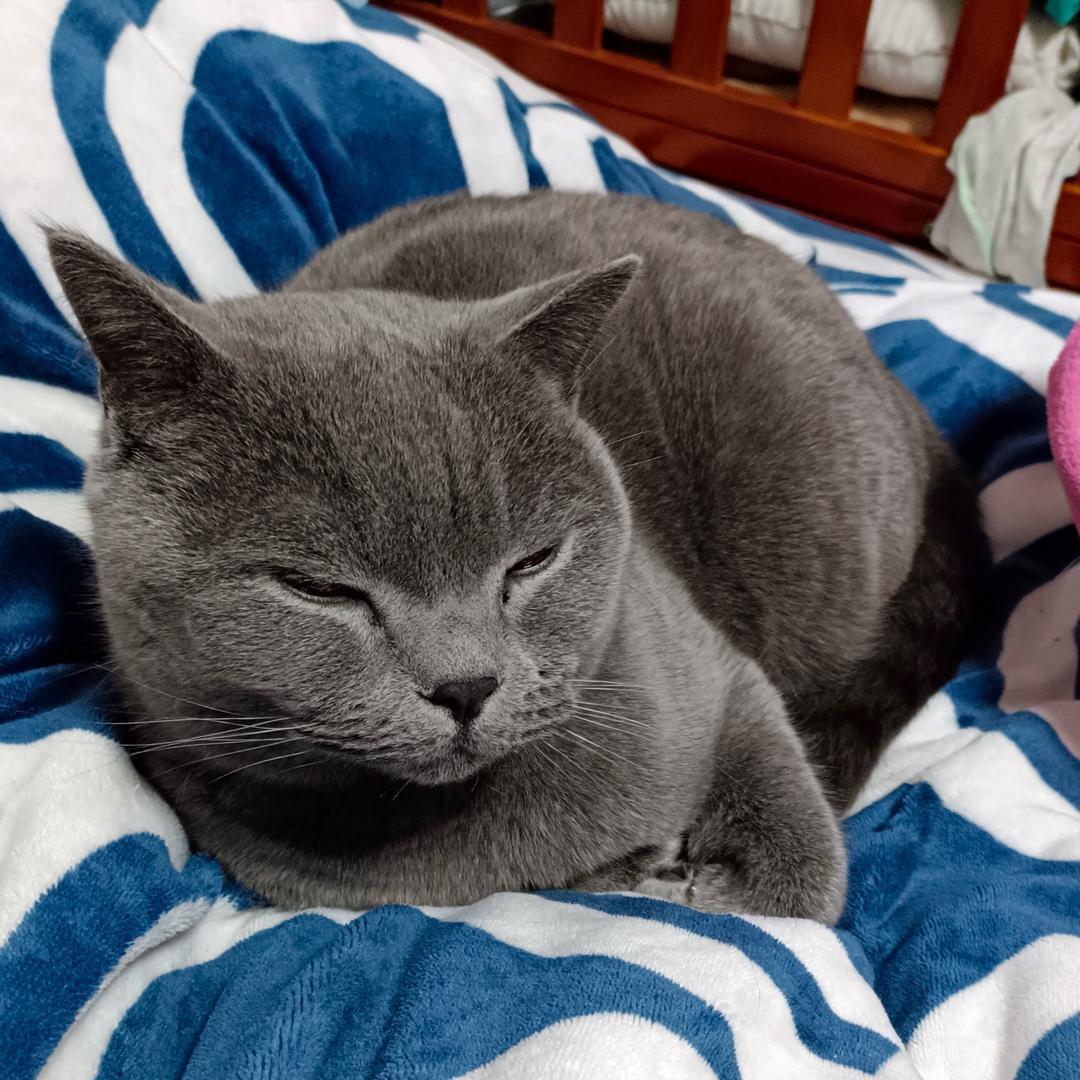 猫猫桉·穿戴甲