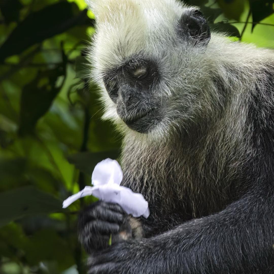 白头叶猴生态旅游区向导-小嘉