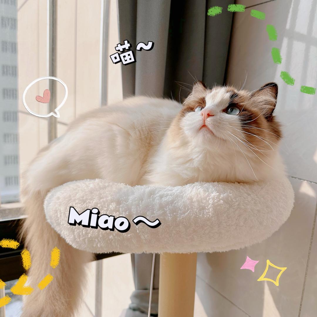 贺小姑娘✿