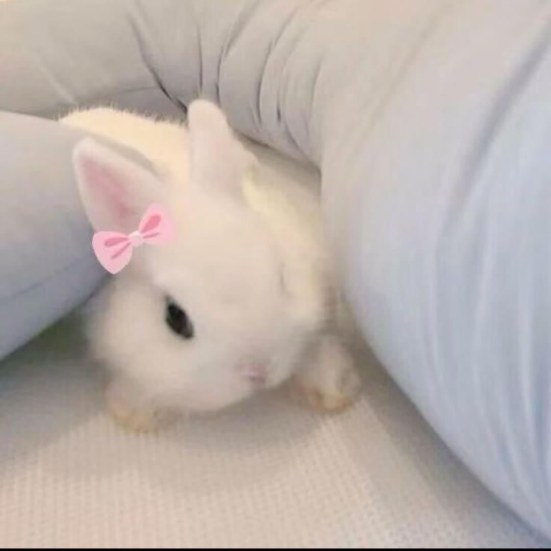 猪蹄汤