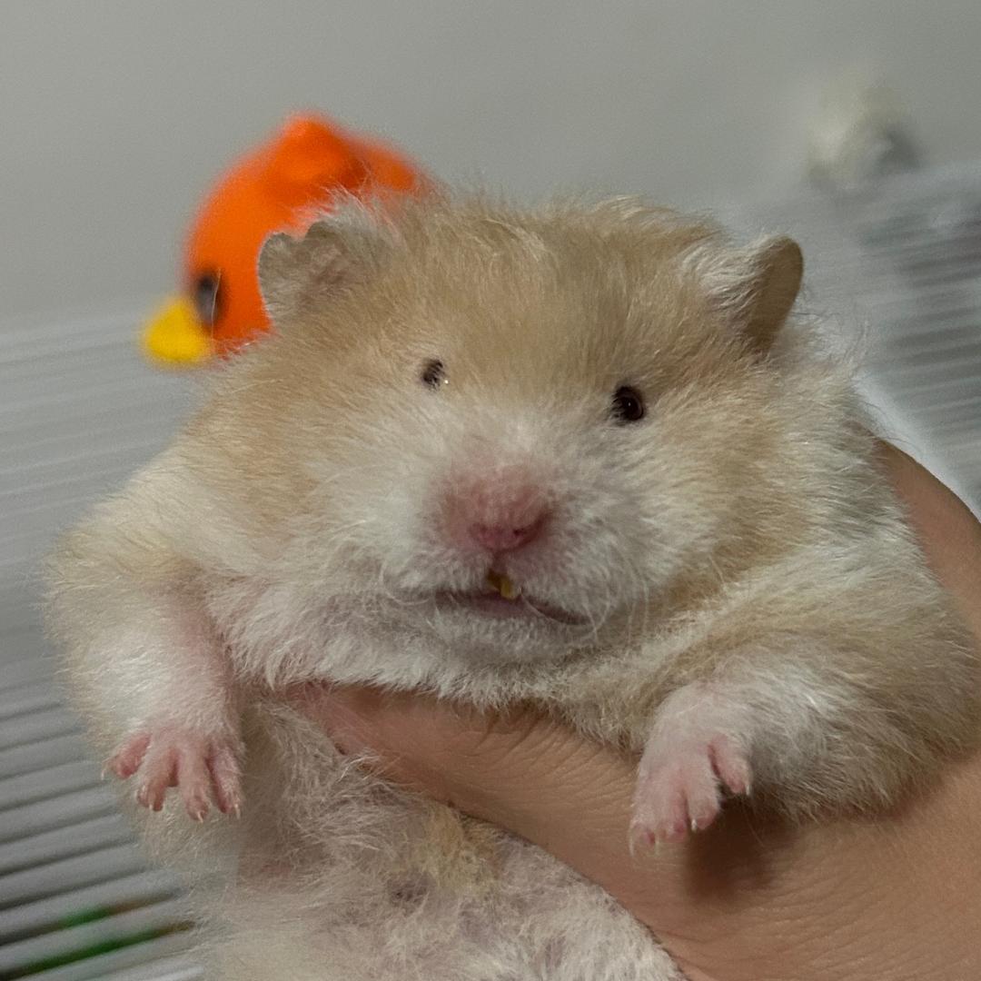 只想和小妍共鸣