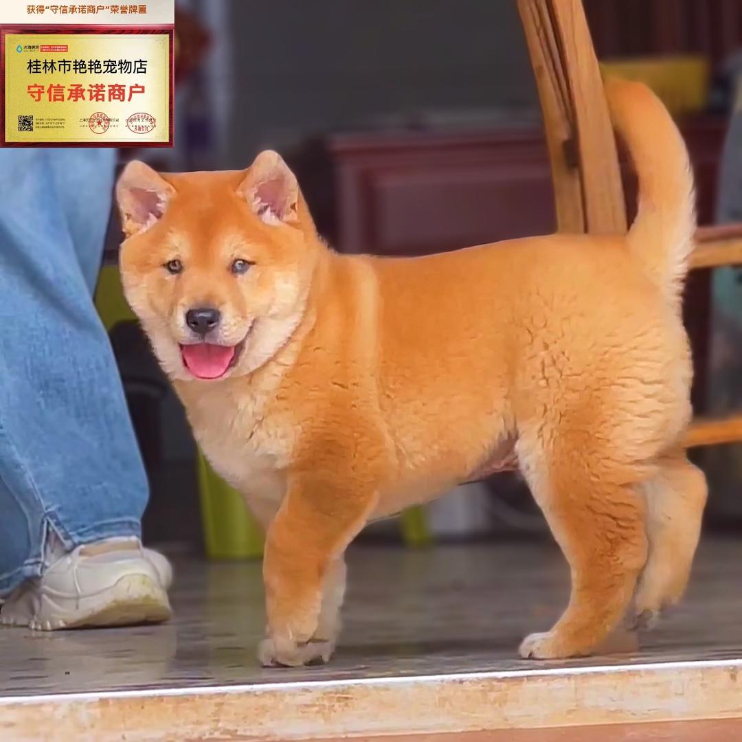 艳艳宠物