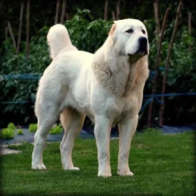 大型猛犬基地