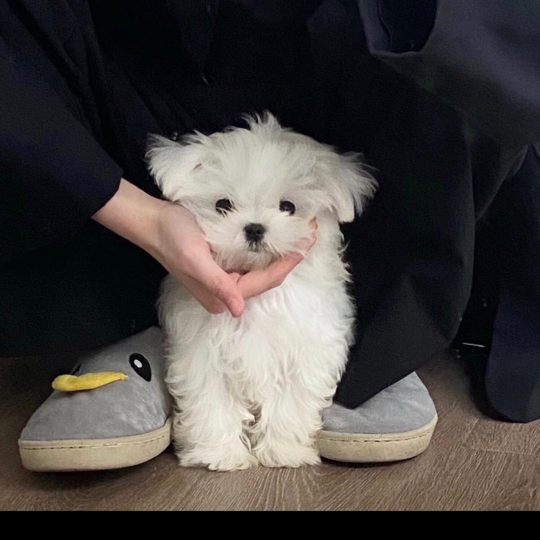 小胡说