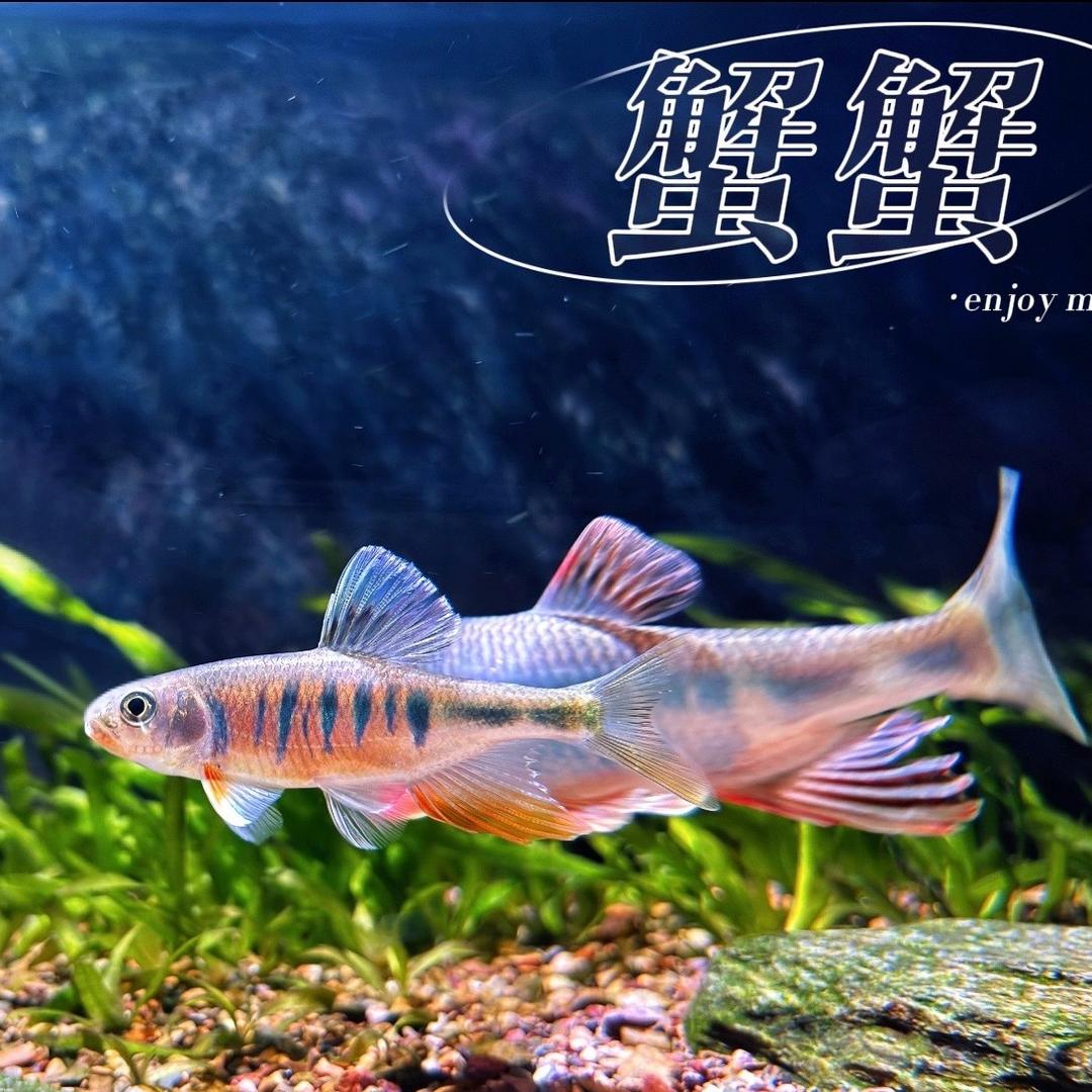 蟹 蟹