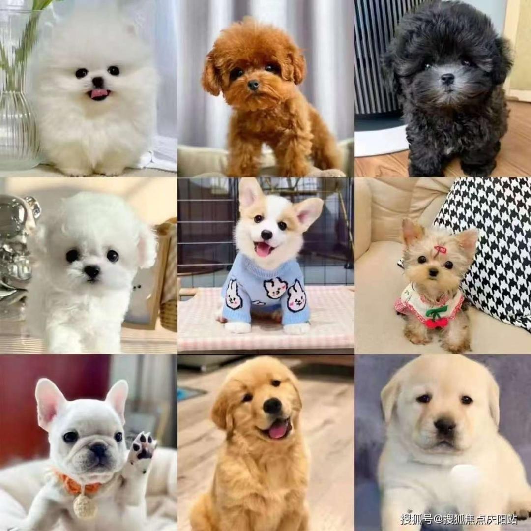 小可爱🐶🐶