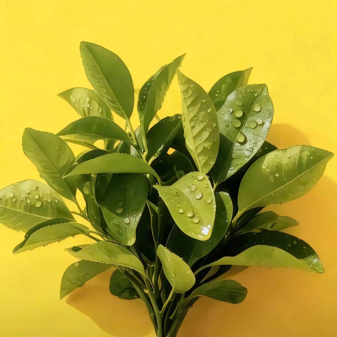 西安房产 “房似锦”