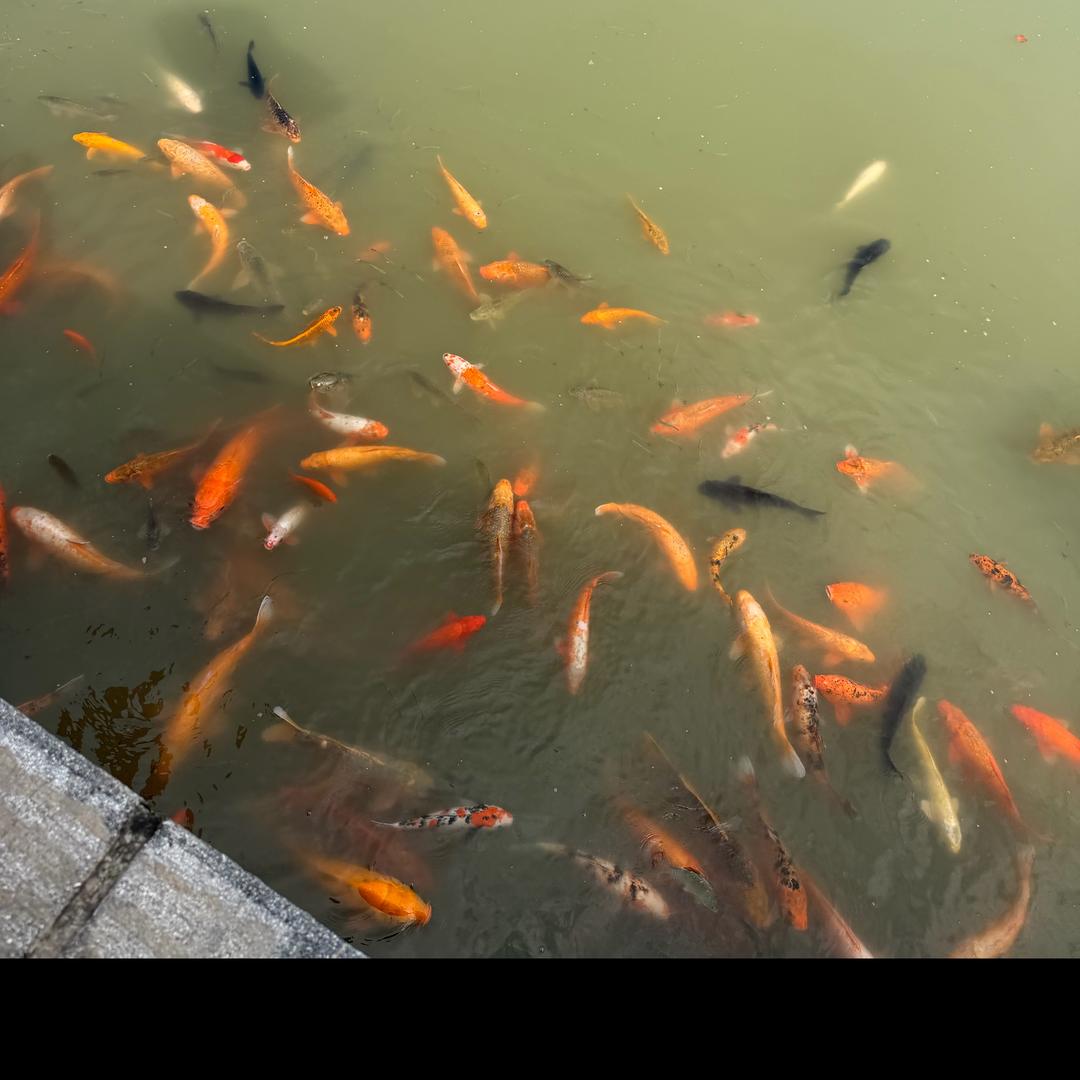 飘零的记忆