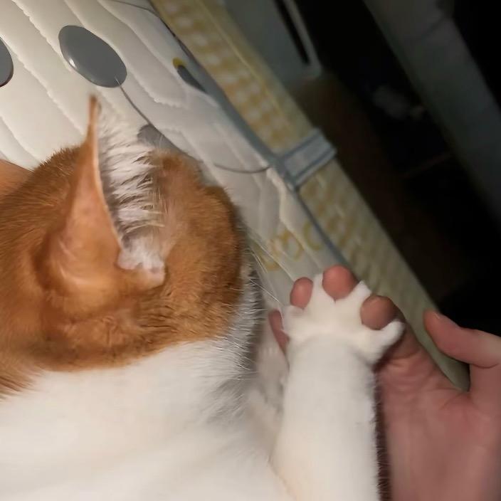 瓶子好多猫#