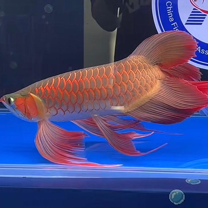 风生水起dy