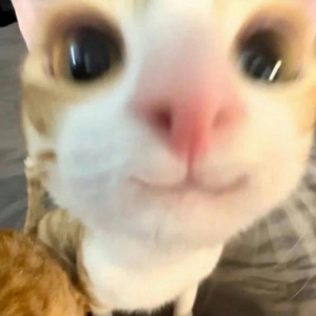 小猫qwq🔮