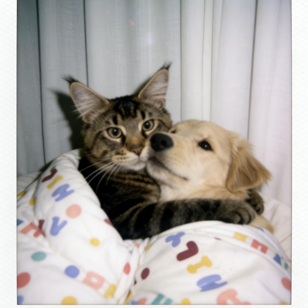 名字太长会有傻子跟着念