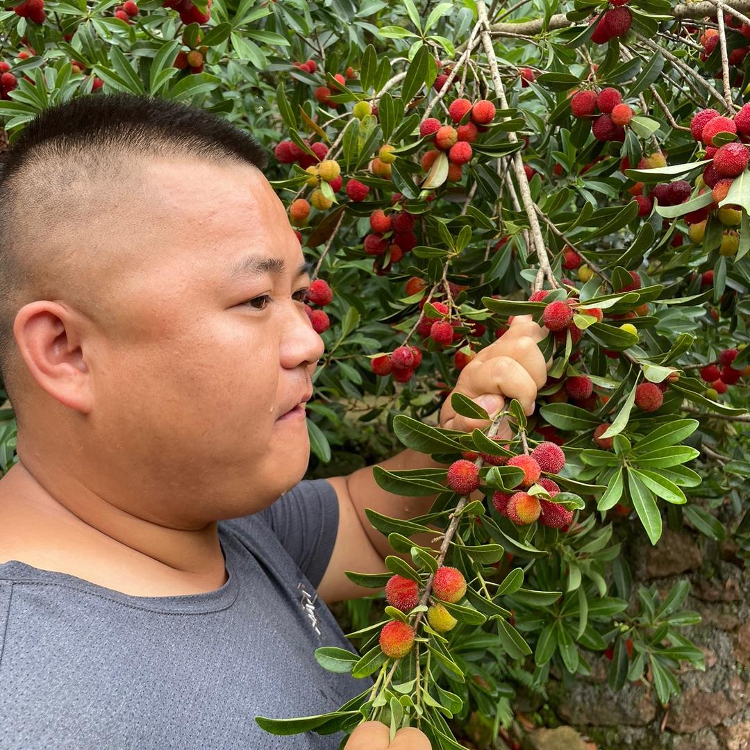 灰灰不是狼  只因未成年