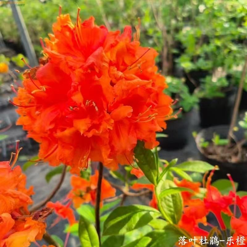 高山杜鹃@落叶杜鹃