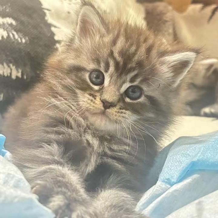 天下乌鸦不一般