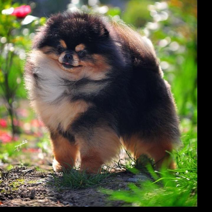 汉唐家的博美犬