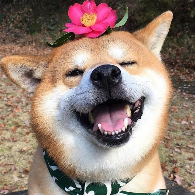 胡