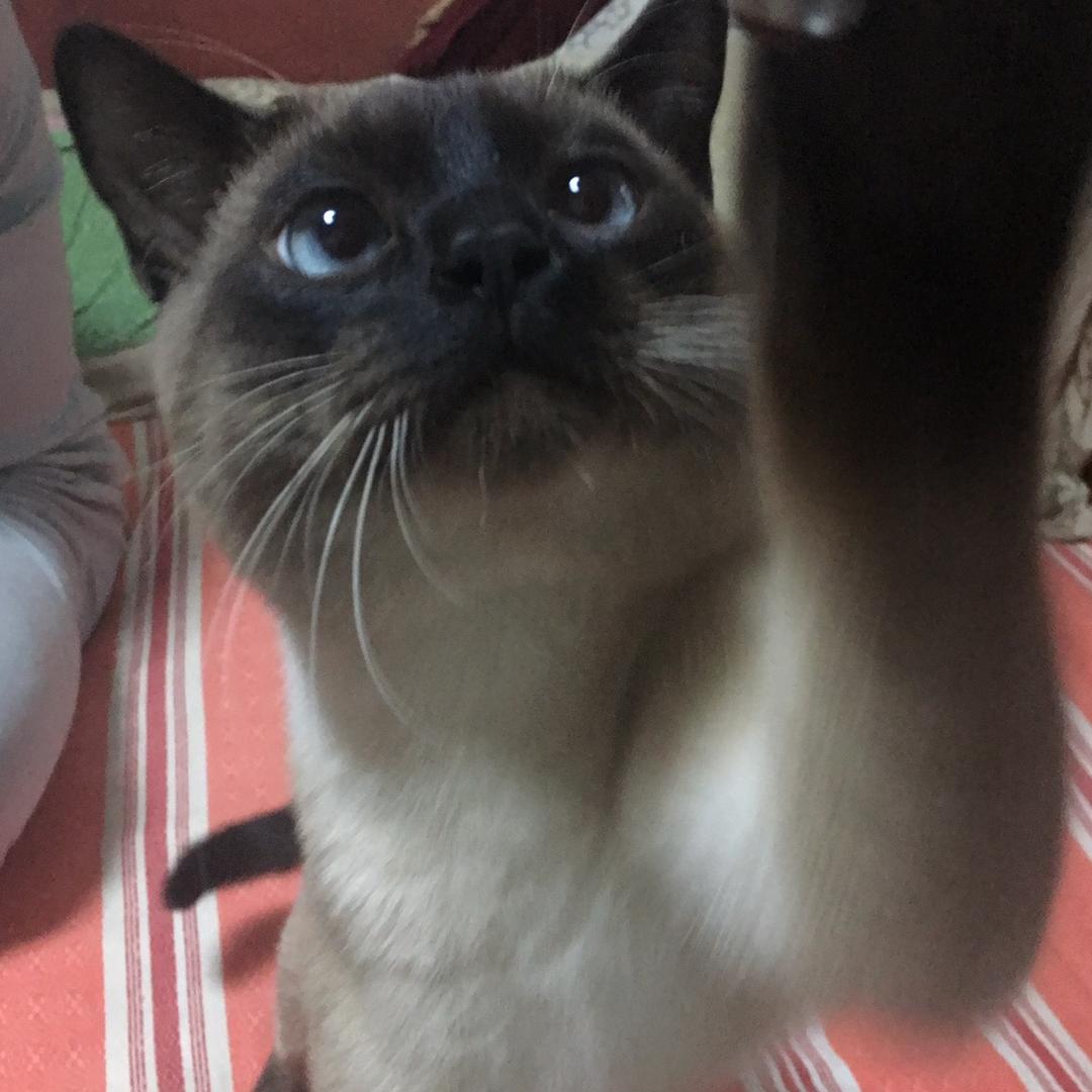 Loki