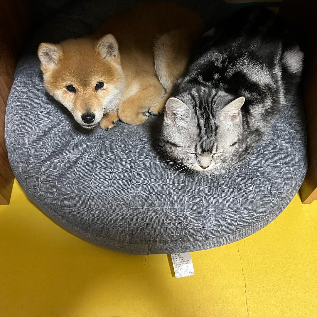 训犬师大龙(十万粉丝送豆柴)