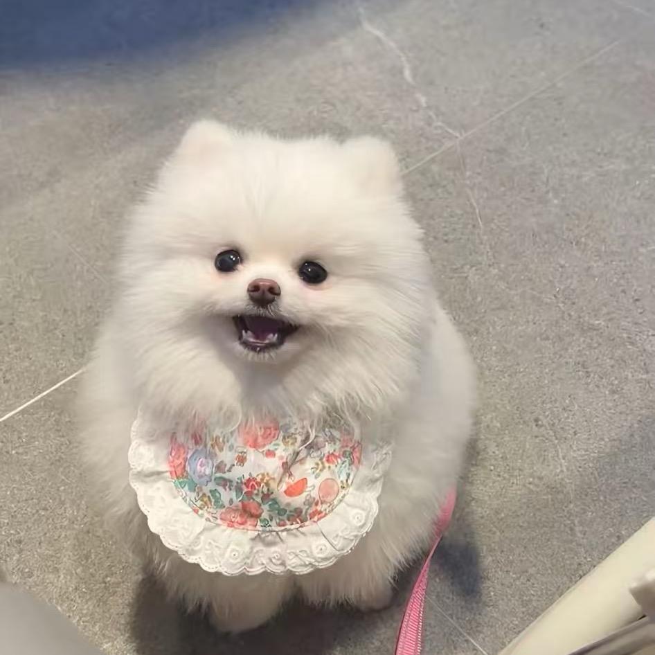 精品大豆