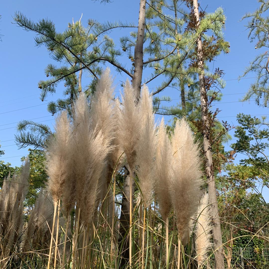王超琼