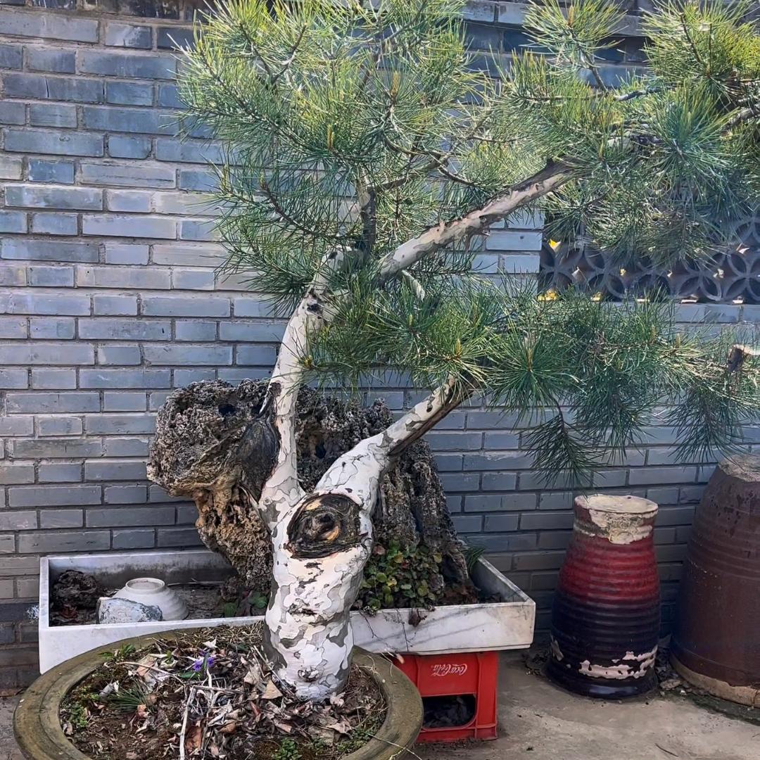 百羚花木