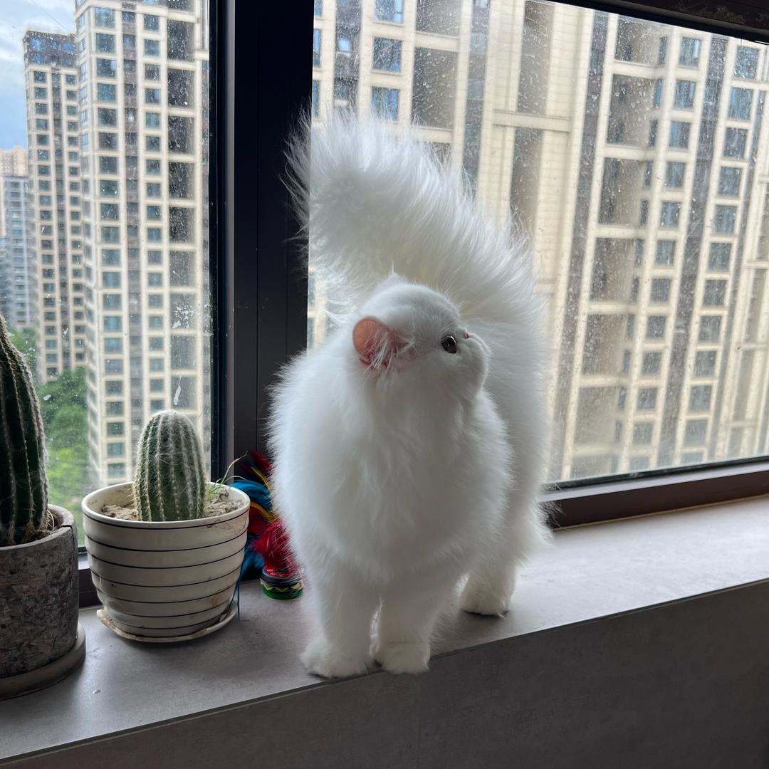 （杭州）长毛猫猫舍