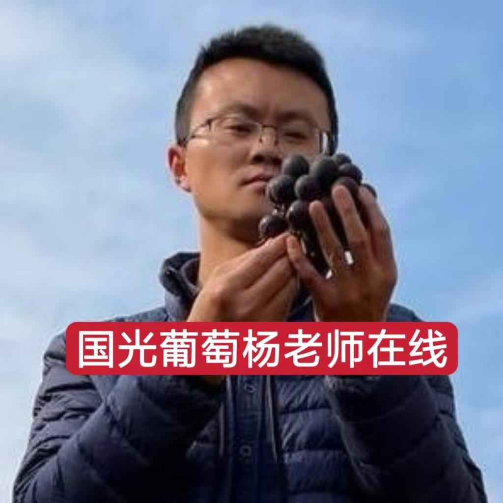 国光葡萄杨老师在线