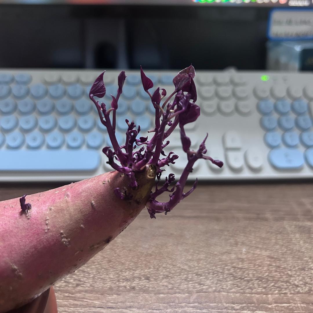 琳琅满思念*