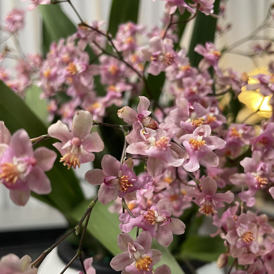 盛世花汇