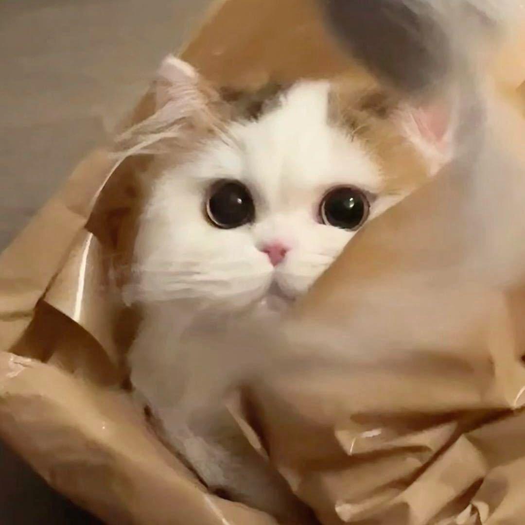 新之助猫舍（米努特）