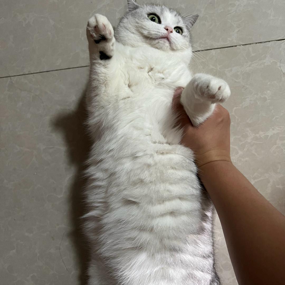 猪猪和咘咘