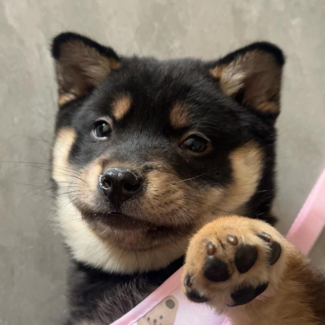 家有四眼叫银河