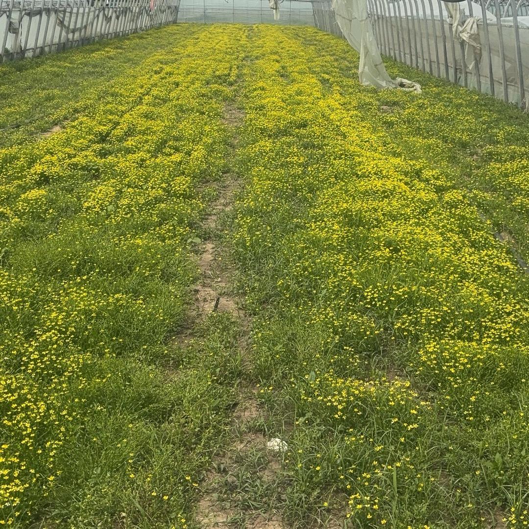 宋世强、淮滨猫爪草夏天无