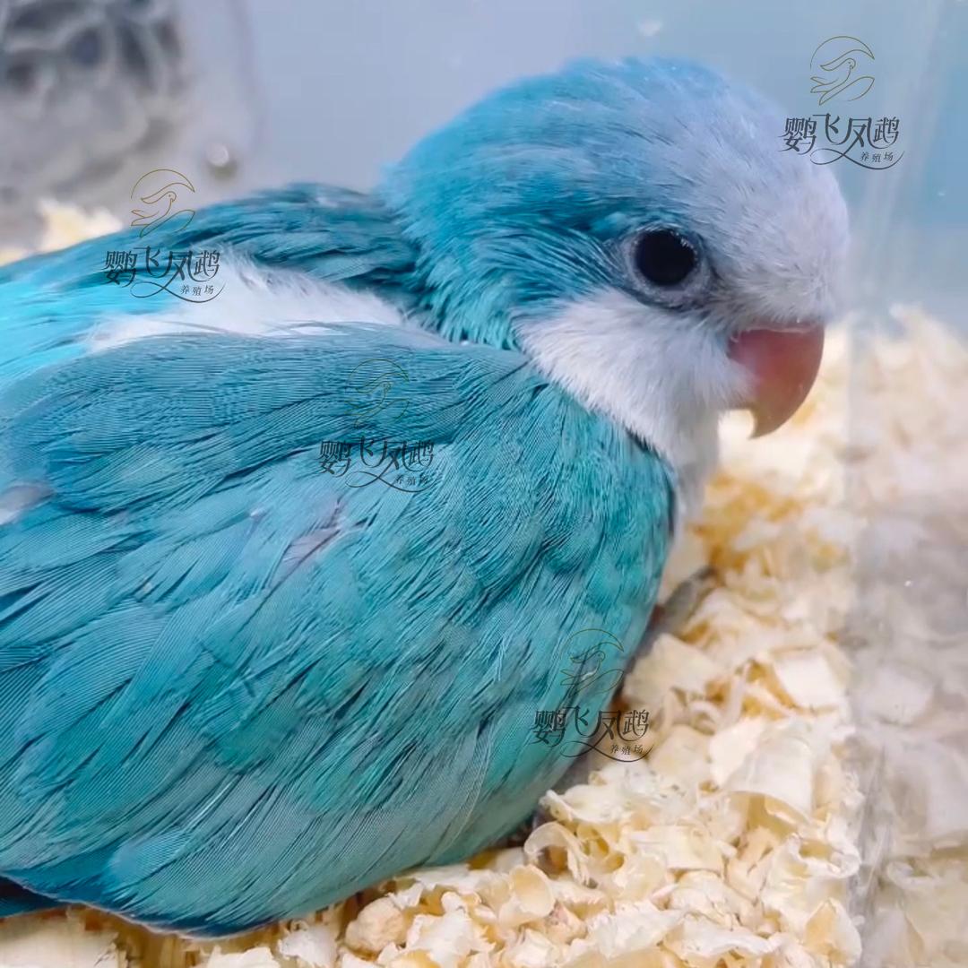鹦飞凤鹉鹦鹉养殖
