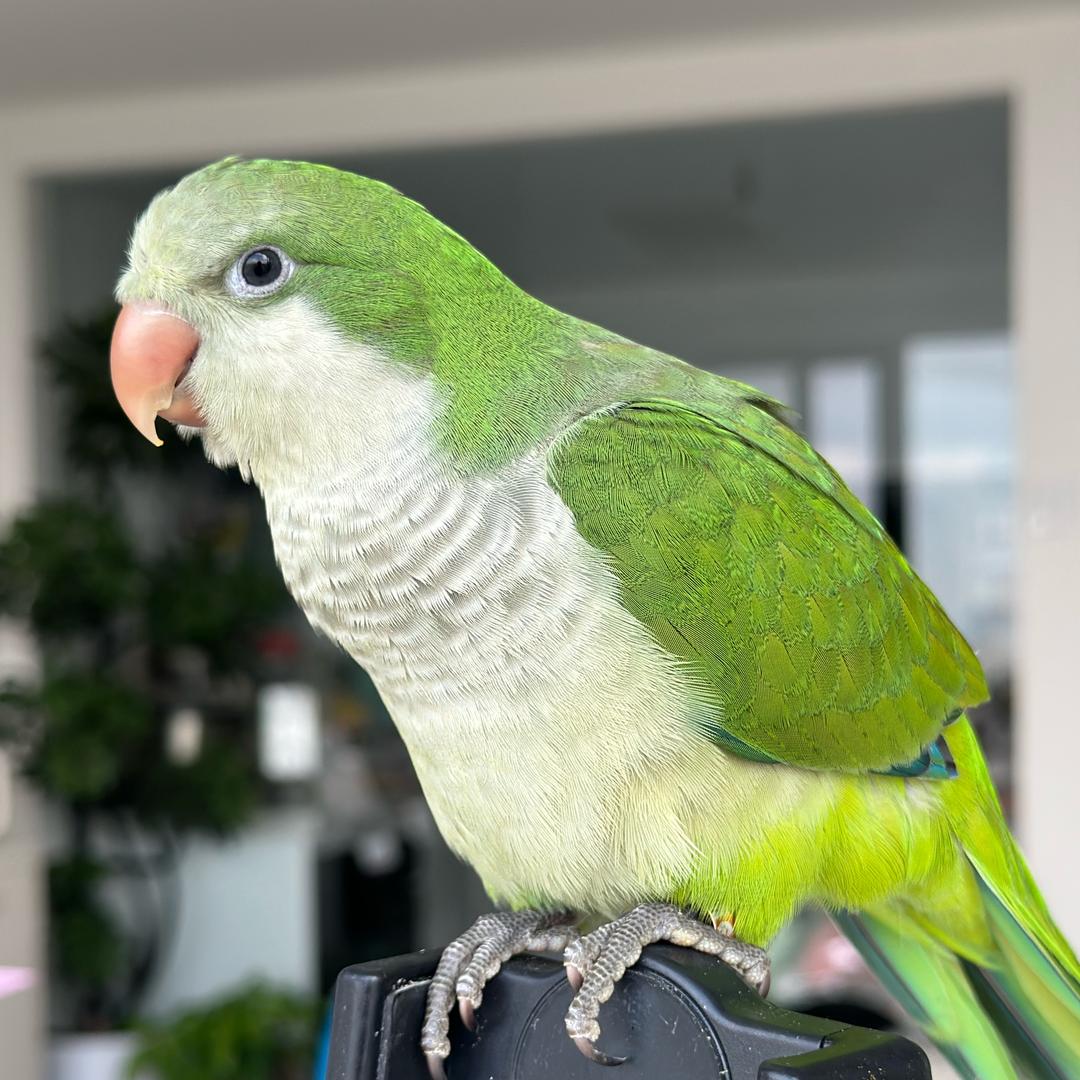 王芊亿🦜