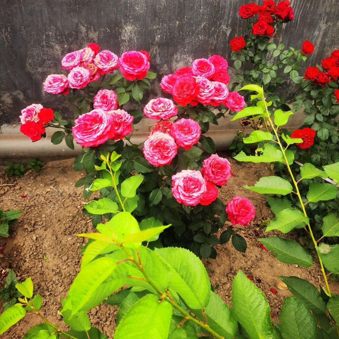 花开富贵🌹
