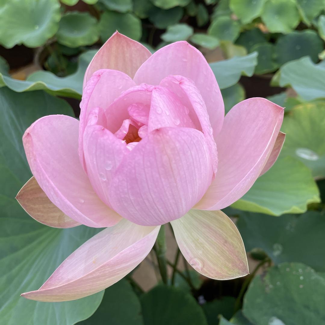 吱吱商贸甄选12