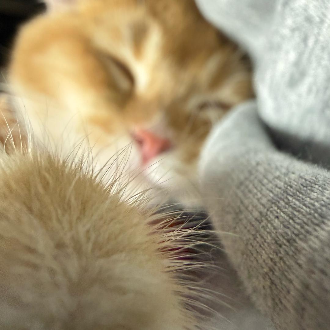 雄狮招人（i爱老头）