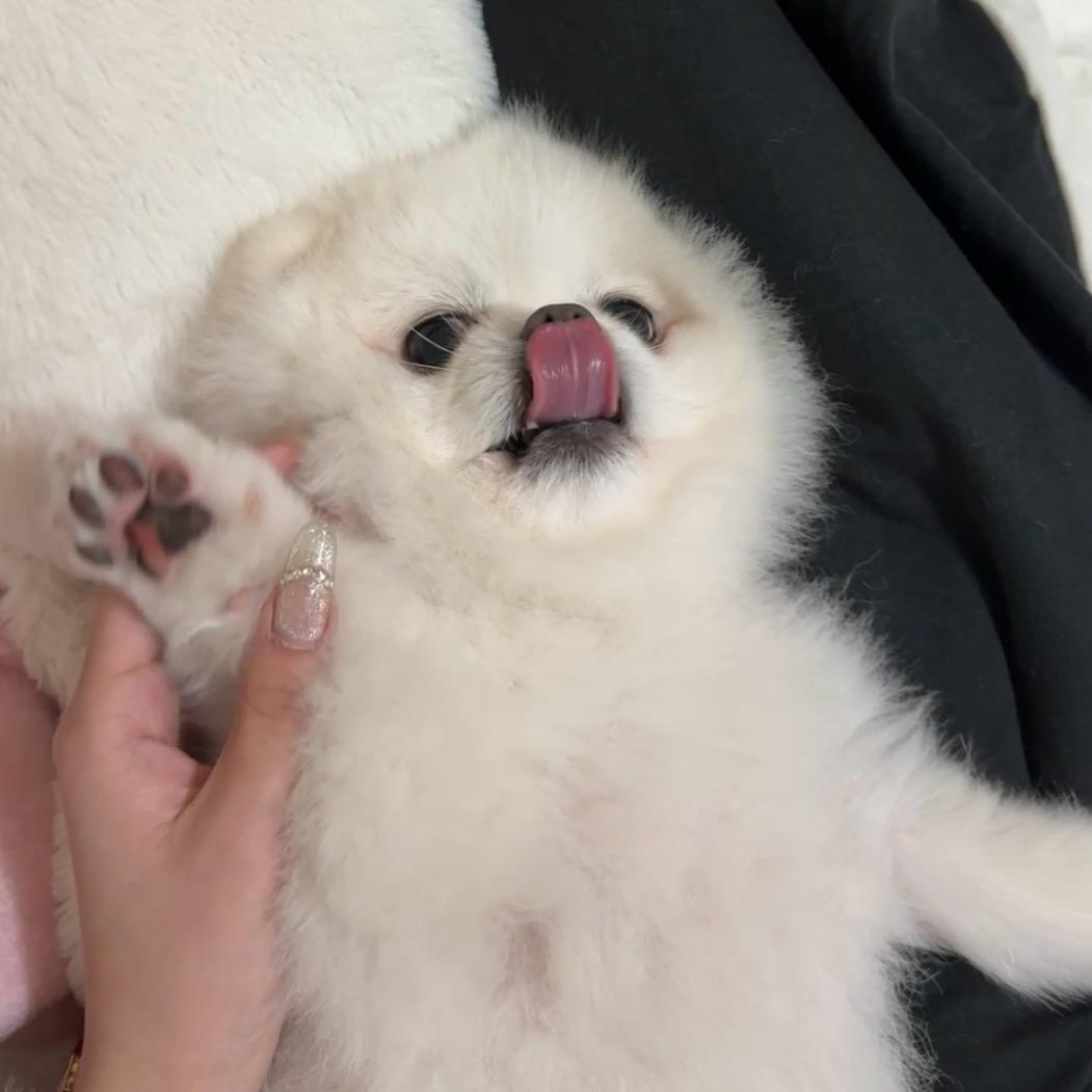 旺仔是条狗