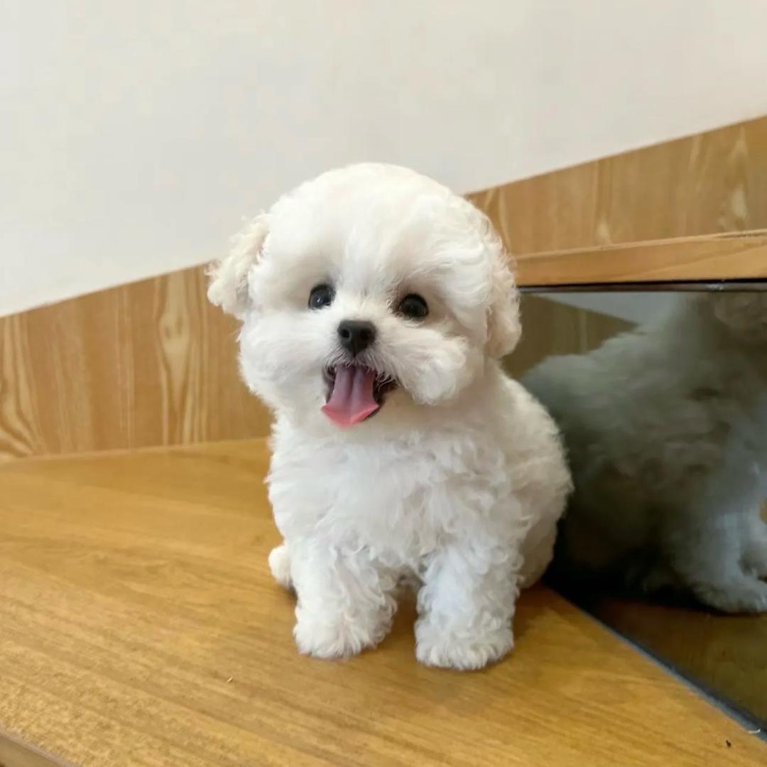 （河南来焦作）小李家的萌宠犬舍🐶