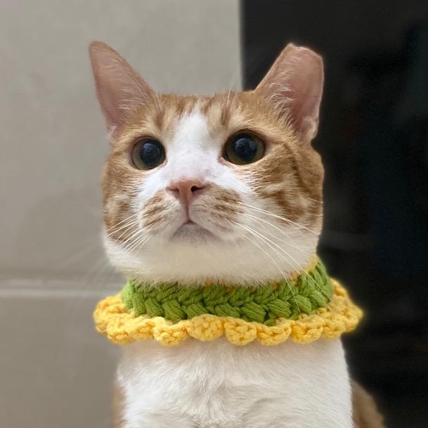 阿花的小橘猪猪