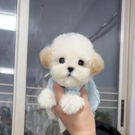 米努家雪纳瑞